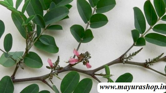 அவுரி Avuri 5 Grm Pocket