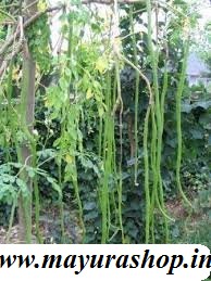  செடி முருங்கை 5 Grm Pocket