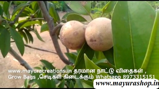 சப்போட்டா செடி