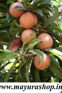 சப்போட்டா செடி