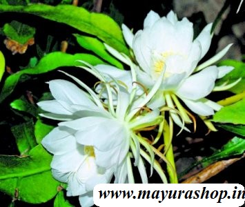 ப்ரம்ம கமலம். 