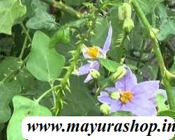 தூதுவளை .