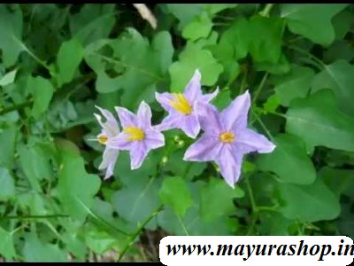 தூதுவளை .