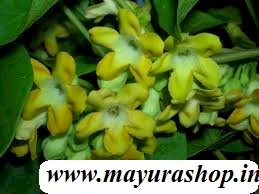 கொடி சம்பங்கி