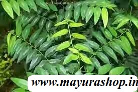 தவசிக்கீரை