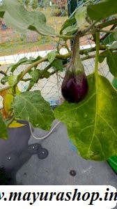 சௌந்தம் பட்டி கத்தரி விதை   5 Grm Packet -விதை