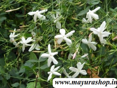 ஜாதி மல்லி செடி dwarf