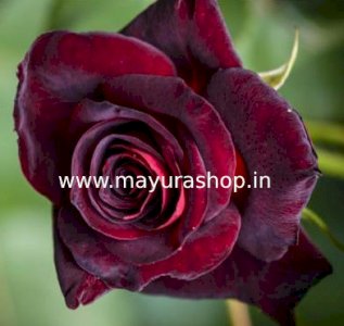 Black Rose  
