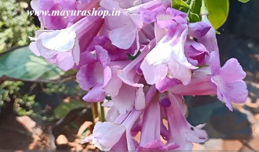 adimai kannima flower plant