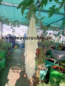 வெள்ளை பாகல் விதை - 10 Nos-விதை