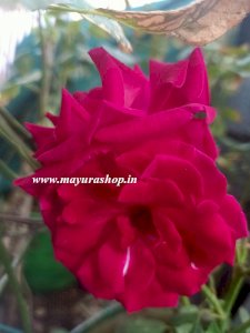 Kashmir Rose 