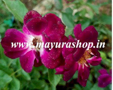 Mid Night Blue With 5 Inch Pot