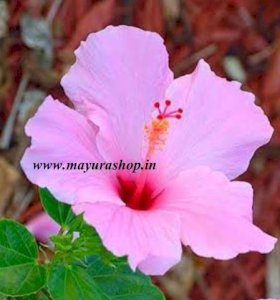 Hybrid Semparithi - Single Petal - Pink 