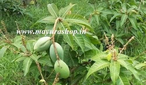 All Season Gardens Thailand Variety All Season Mango Plant (Grafting)   Plant For Home & Outdoor - தாய்லாந்து மாங்காய் 