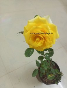 Golden Yellow Rose 