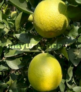 Sathukudi Orange Plant  சாத்துக்குடி  செடி