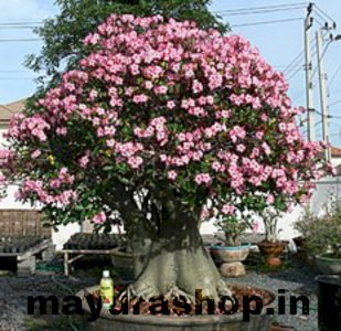 Atiniyam Plant