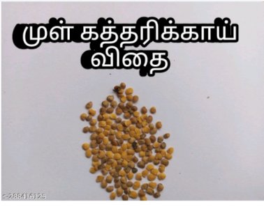 முள் கத்திரி-விதை