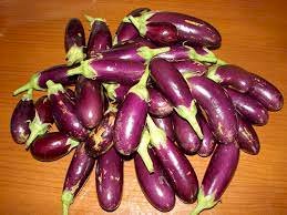 பஜ்ஜி கத்தரி-விதை