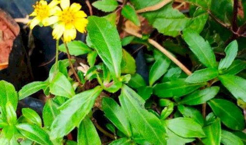  மஞ்சள் கரிசலாங்கண்ணி மூலிகை