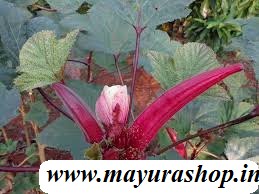 சிகப்பு வெண்டை  5 Grm Pocket