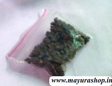  சிகப்பு புளிச்சகீரை 5 Grm Pocket-விதை