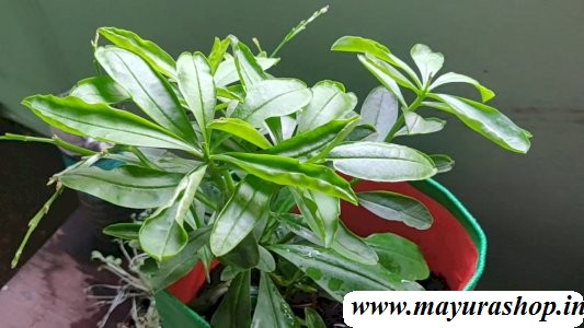 சிலோன் பசலை