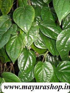 கருப்பு வெற்றிலை
