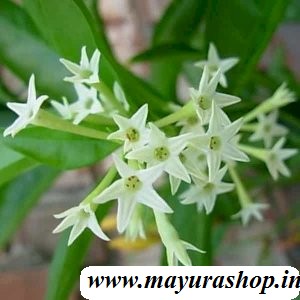 Night Queen Plant
