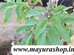 திருநீற்று பச்சை மூலிகை