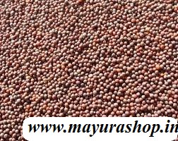 turnip plant seed  5 Grm Packet -விதை