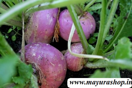 turnip plant seed  5 Grm Packet -விதை