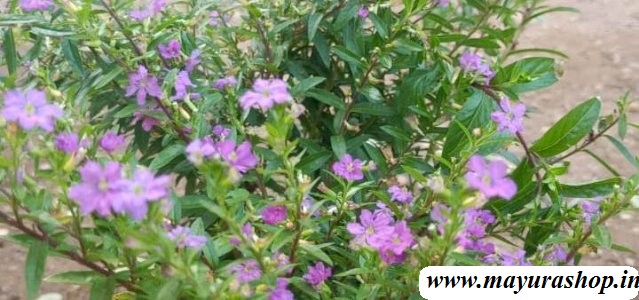  hobia flower  plant 