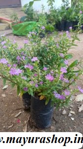  hobia flower  plant 