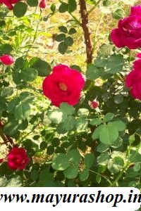 Red Pinocchio Rose