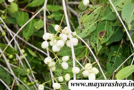 வெள்ளை நாவல் பழம் மரம்