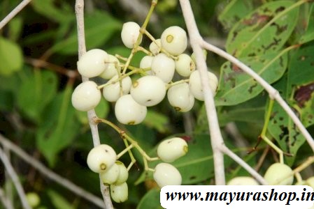 வெள்ளை நாவல் பழம் மரம்