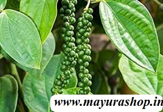 மிளகு செடி