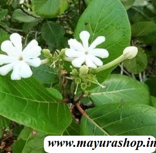 பன்னீர் புஷ்பம் செடி