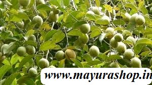 ஜாதிக்காய் மரம்