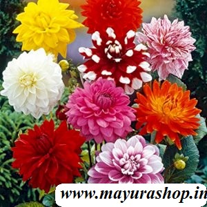 Dahlia flower plant Any  Color
