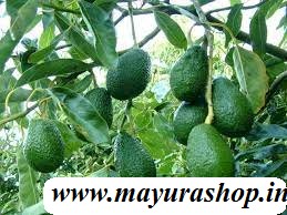 Avocado fruit Tree