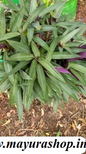 Rhoeo Plant, Rhoeo discolor (Tricolor, Variegated) - Plant