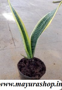 sansevieria Inddor Plant