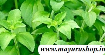 சீனித்துளசி 