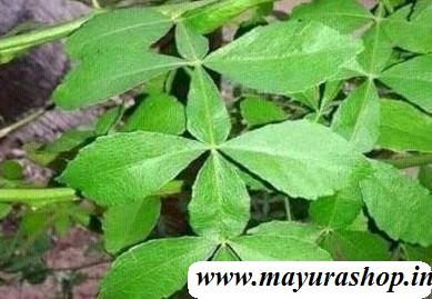 மகா வில்வம் மரம்