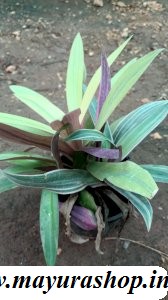 rio plant  3 colors  in one with pot
