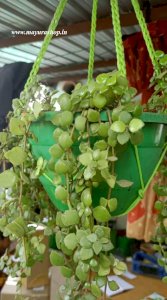 Turtle heart plant