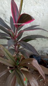 Dracaena sulochana