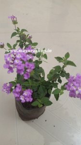 Lantana purple 